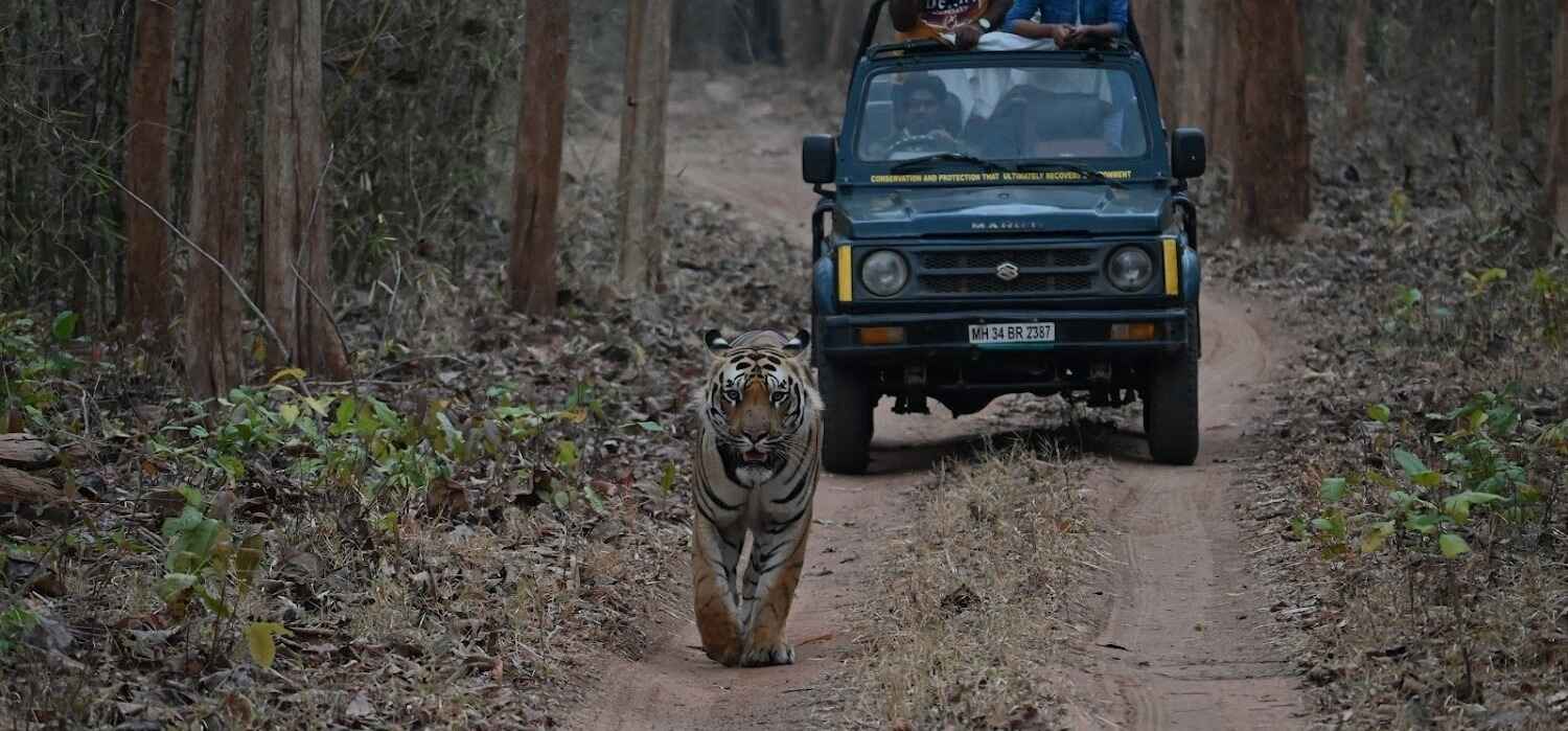 Tadoba Mamla gate