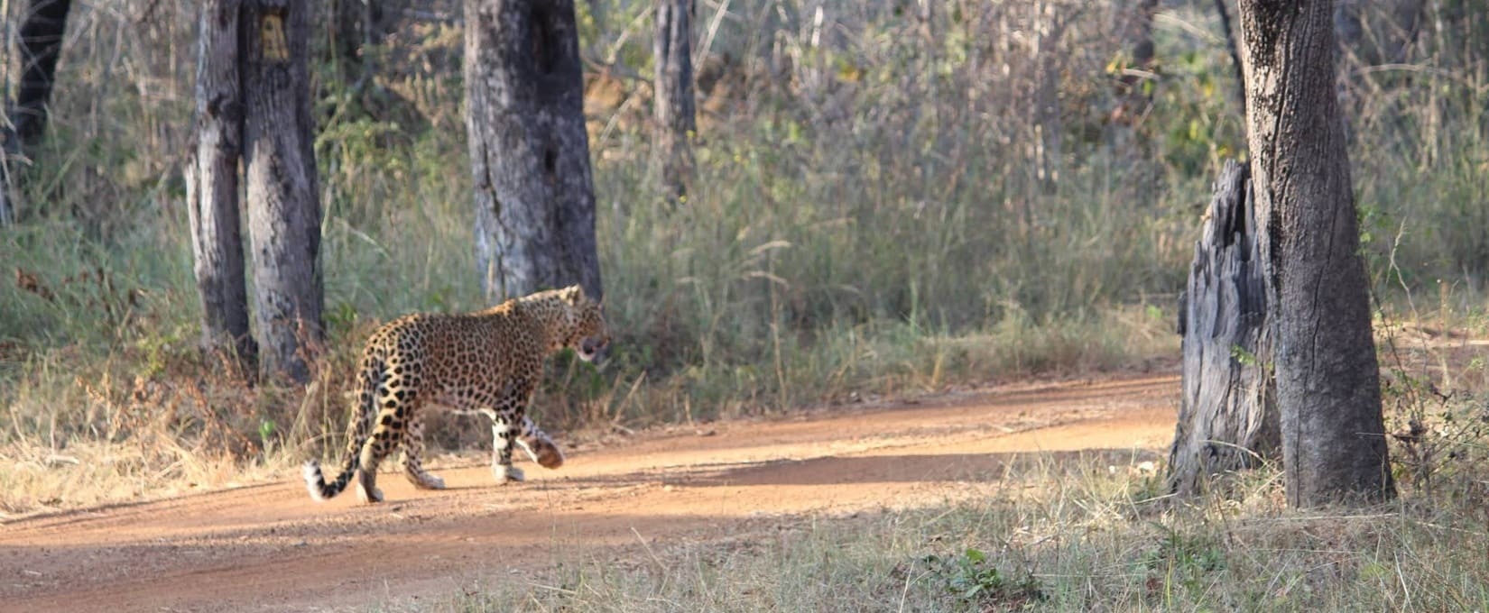 Tadoba Palasgaon gate
