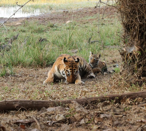 The Kolara gate in Tadoba Jungle