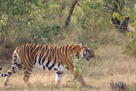 Tadoba Madnapur gate
