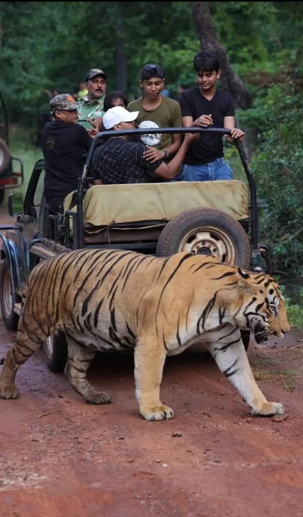 Tadoba Somnath gate